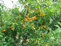 абрикос плодоносит