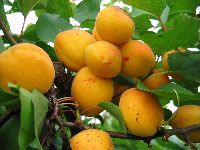 абрикос плодоносит